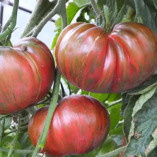 Solanum Lycopersicum 'Pink Berkeley Tie Dye' (Pink Berkeley Tie Dye Tomato)