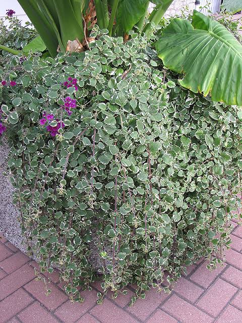 Plectranthus Forsteri 'Marginatus' (Variegated Plectranthus)