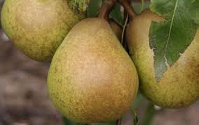 Pyrus Communis 'Josephine De Malines' (Josephine De Malines Pear)