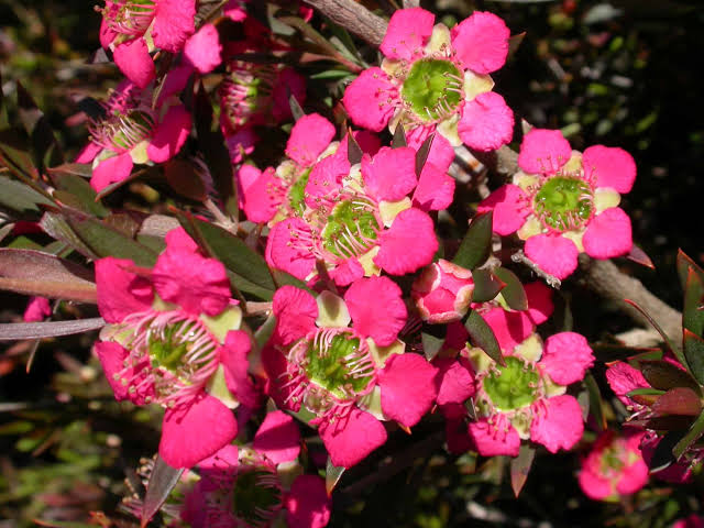 Leptospermum ‘Rudolph’ (Rudolph Tea Tree)