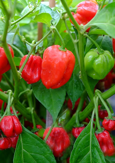 Capsicum Chinense (Red Habanero Chilli)