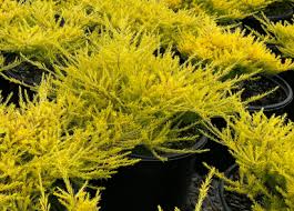 Coleonema ‘Compactum Gold’ (Golden Breath of Heaven)
