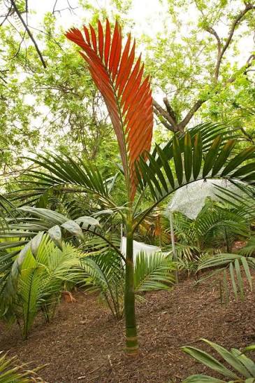 Chambeyronia Macrocarpa (Flame Thrower Palm)
