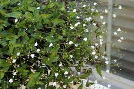 Gibasis geniculata (Tahitian Bridal Veil)