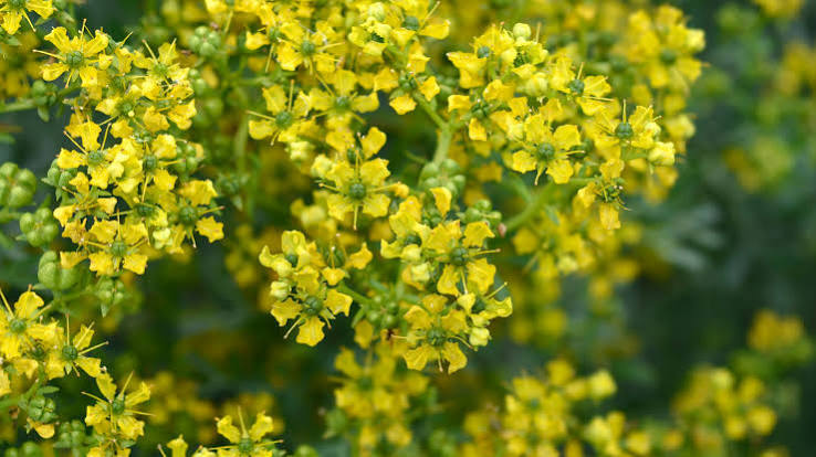 Ruta graveolens (Rue)
