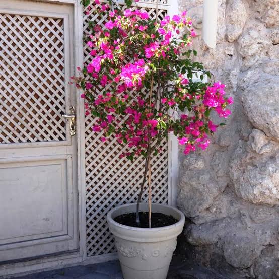 Bougainvillea Glabra (Bougainvillea Standard)