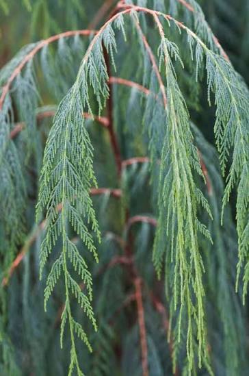 Cupressus cashmeriana (Kashmir Cypress)