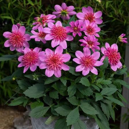Dahlia 'Starburst Pink' (Starburst Pink Dahlia)