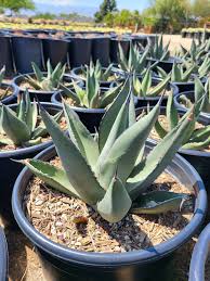 Agave 'Sharkskin' (Sharkskin Agave)
