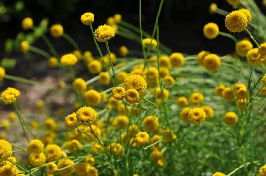 Santolina Virens (Green Santolina)
