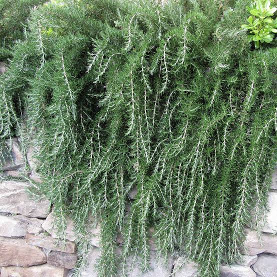 Rosmarinus Officinalis 'Irene' (Irene Rosemary)