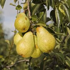 Pyrus Communis 'Williams Bon Chretien' (Williams Bon Chretien Pear)