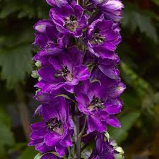 Delphinium elatum 'Delphina Dark Blue Black Bee' (Delphina Dark Blue Black Bee Delphinium)