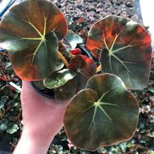 Begonia Erythrophylla (Beefsteak Begonia)