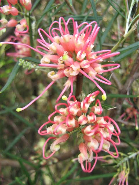 Grevillea ‘Sid Reynolds’ (Sid Reynolds Grevillea)