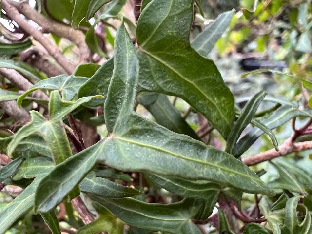 Hedera Canariensis (Canary Island Ivy – Tripod Standard)