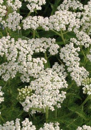 Achillea millefolium 'The Pearl' (The Pearl Yarrow)