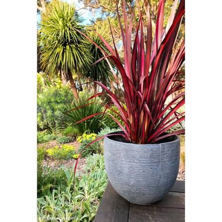 Phormium 'Blazing Red' (Blazing Red New Zealand Flax)