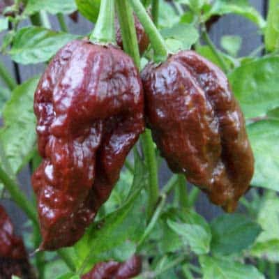 Capsicum Chinense (Jolokia Chocolate Chilli)