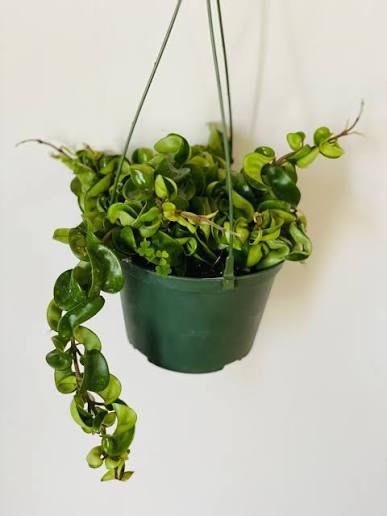 Hoya Carnosa (Wax Plant – Hanging Basket)