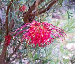 Grevillea ‘Winpara Gem’ (Winpara Gem Grevillea)