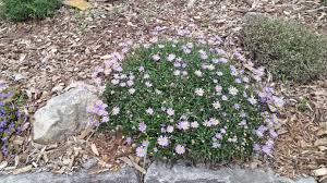 Brachyscome multifida ‘Break O Day’ (Cut Leaf Daisy)
