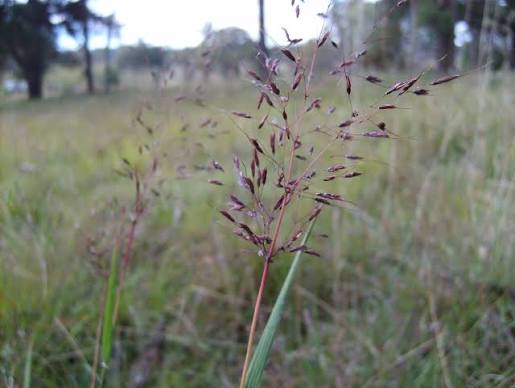 Capillipedium Parviflorum (OzScanthus™)