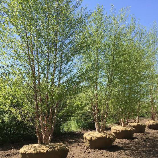 Betula nigra (River Birch)
