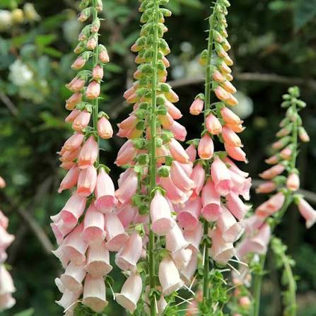 Digitalis Purpurea 'Apricot' (Apricot Foxglove)