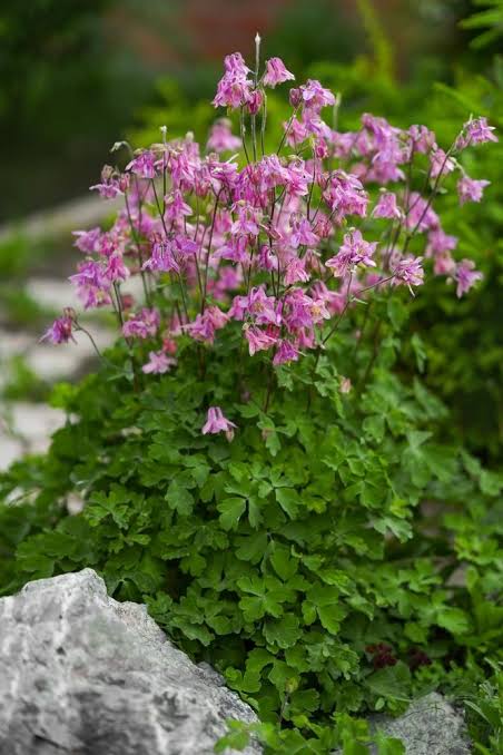 Aquilegia vulgaris 'Barlow Rose' (Barlow Rose Columbine)