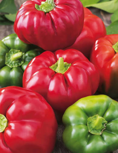 Capsicum Annuum (Californian Wonder Capsicum)