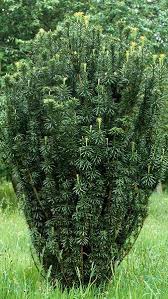 Cephalotaxus harringtonia 'Fastigiata' (Upright Plum Yew)