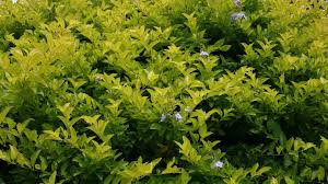 Duranta Erecta ‘Sheena’s Gold’