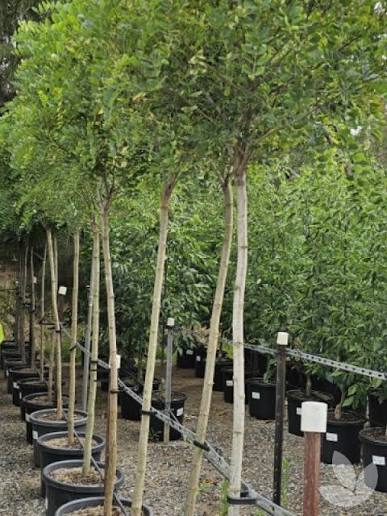 Robinia pseudoacacia 'Inermis' Standard (Mop Top Robinia)