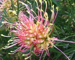 Grevillea hybrida ‘Winpara Gold’ (Winpara Gold Grevillea)