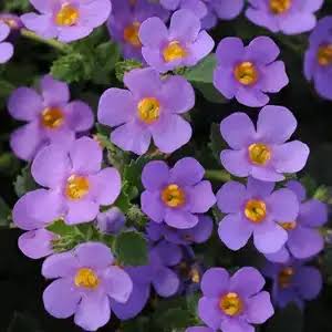 Sutera Cordata 'Megacopa™ Blue' (Megacopa™ Blue Bacopa)
