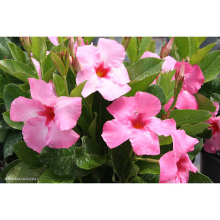 Dipladenia 'Diamantina® Tourmaline Pink' (Tourmaline Pink Dipladenia)