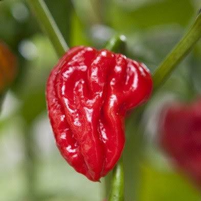 Capsicum Chinense (Naga Viper Chilli)