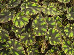 Begonia Rex ‘Tiger Paws’ (Tiger Paws Rex Begonia)