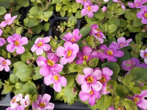 Sutera Cordata 'Megacopa™ Pink' (Megacopa™ Pink Bacopa)