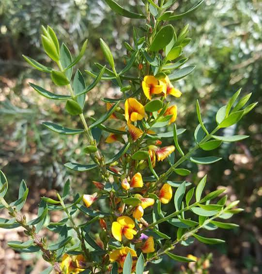 Eutaxia obovata (Egg and Bacon Plant)