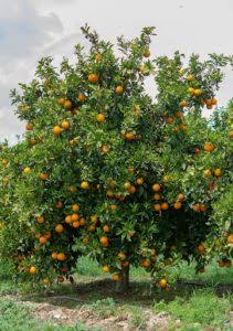 Citrus × sinensis 'Lane's Late Navel' (Lane's Late Navel Orange)