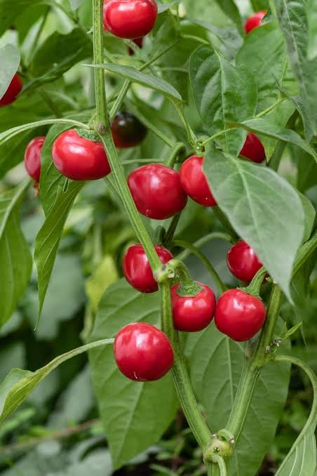 Capsicum Annuum (Red Hot Cherry Chilli)
