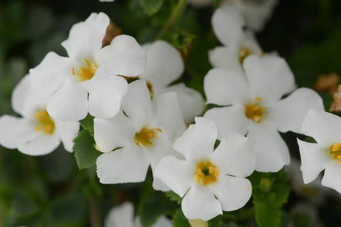 Sutera Cordata 'Megacopa™ White' (Megacopa™ White Bacopa)