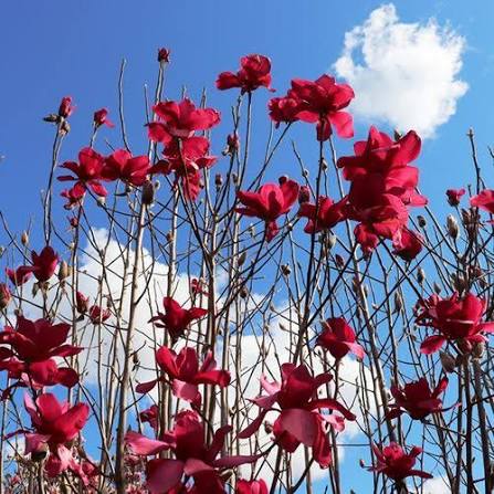 Magnolia × soulangeana ‘Vulcan’ (Grafted Magnolia)
