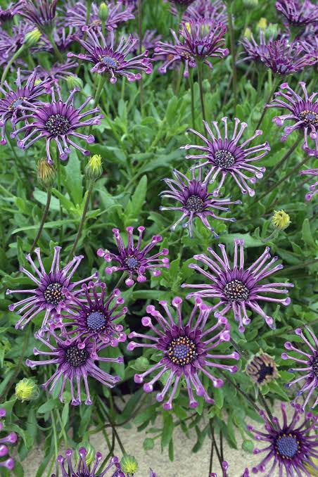 Osteospermum 'Power Packed Spider Purple' (Power Packed Spider Purple African Daisy)