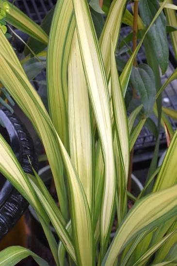 Phormium 'Yellow Wave' (Yellow Wave New Zealand Flax)