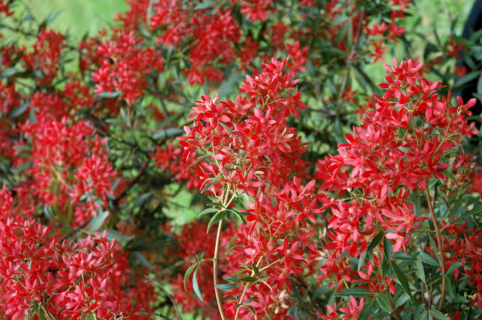 Ceratopetalum gummiferum 'Johanna's Christmas' (Dwarf NSW Christmas Bush)