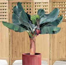 Musa Acuminata ‘Dwarf Cavendish’ (Dwarf Cavendish Banana)