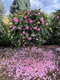 Camellia Sasanqua ‘Marge Miller’ (Marge Miller Camellia) Standards